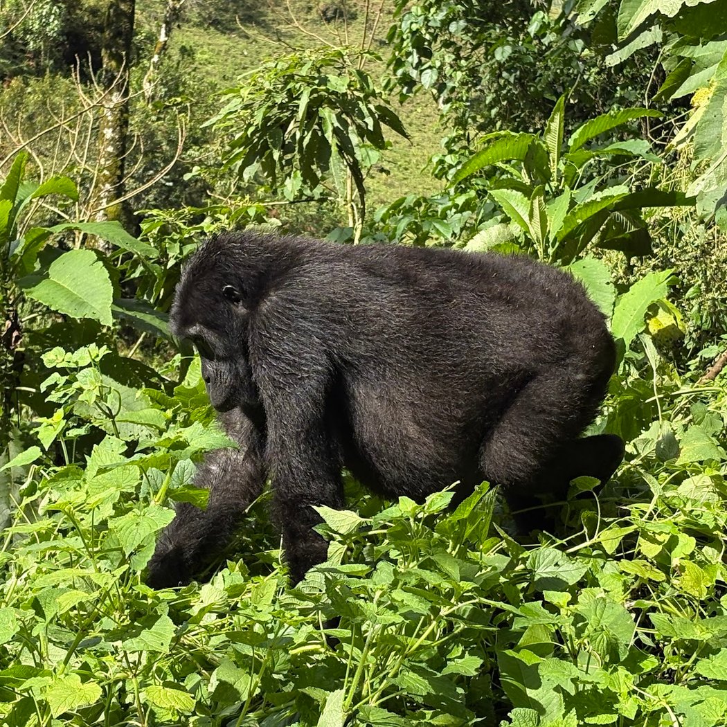 Bwindi Impenetrable Forest 3