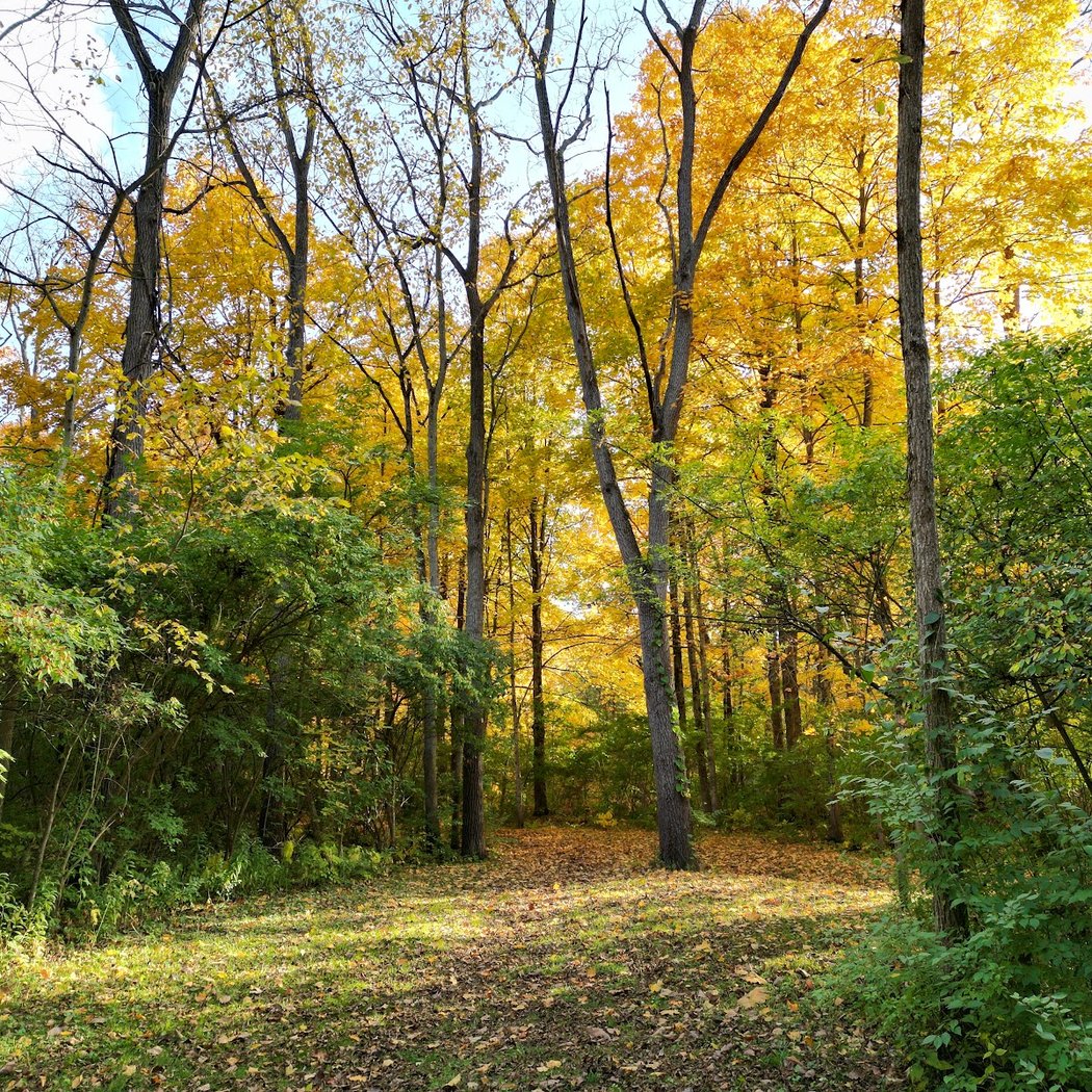 Curtiss Park 1
