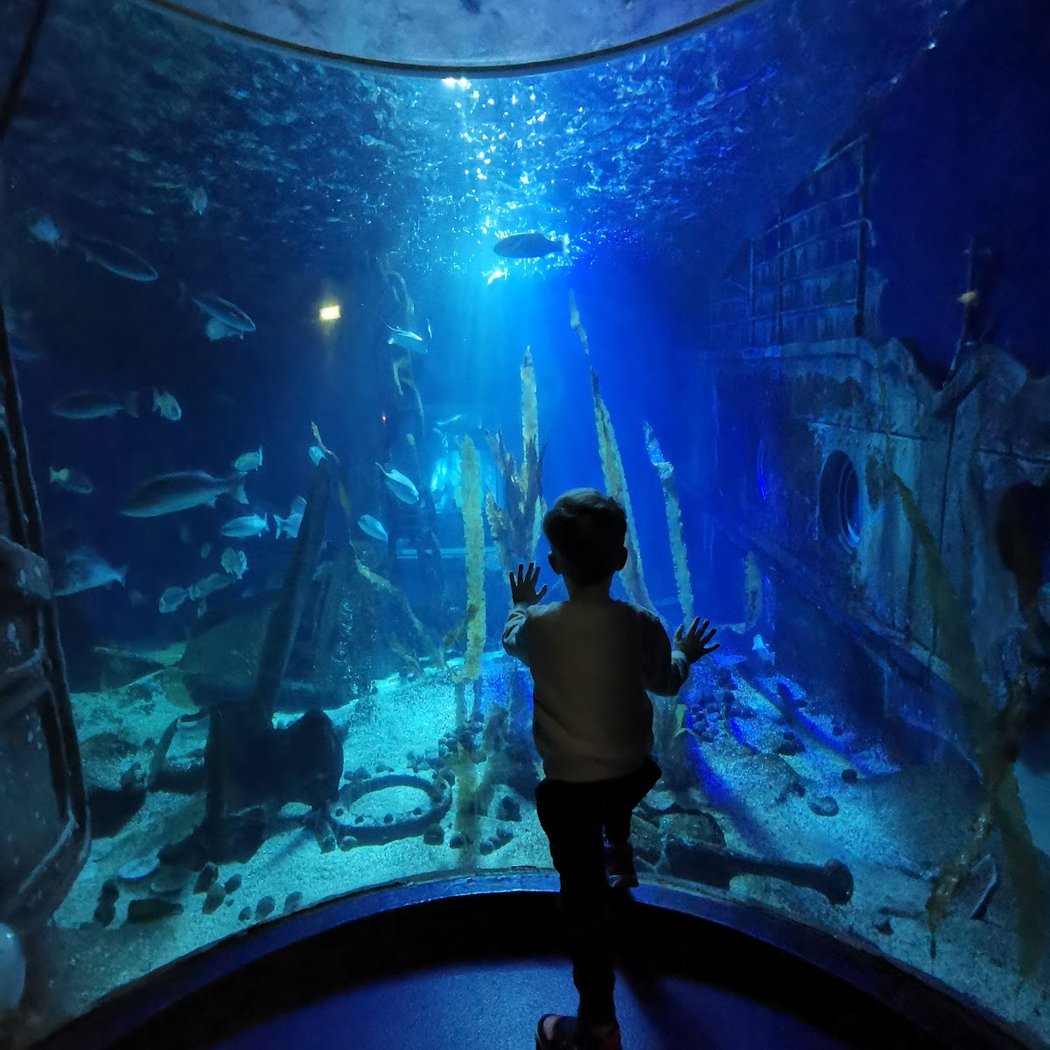 Sea Life Aquarium Experience 1