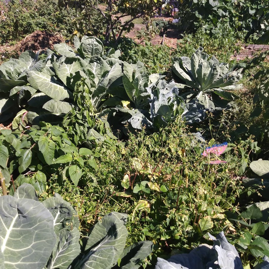 Phoenix Community Garden 2