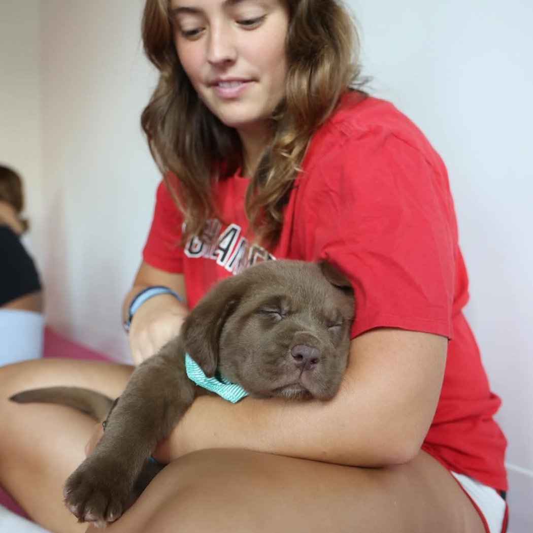 Golden Retriever X Poodle Puppy Yoga 3