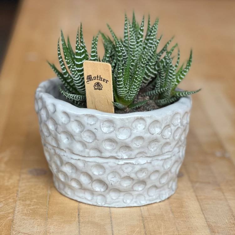 Plant and Clay Crawl - Mushroom Pots 2