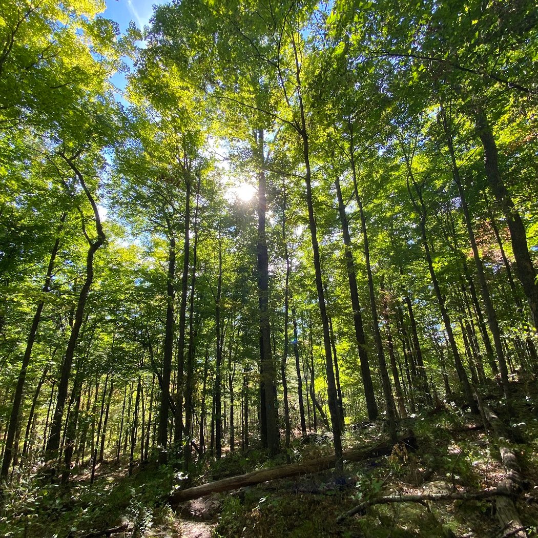 Tanbark Loop Trailhead 2