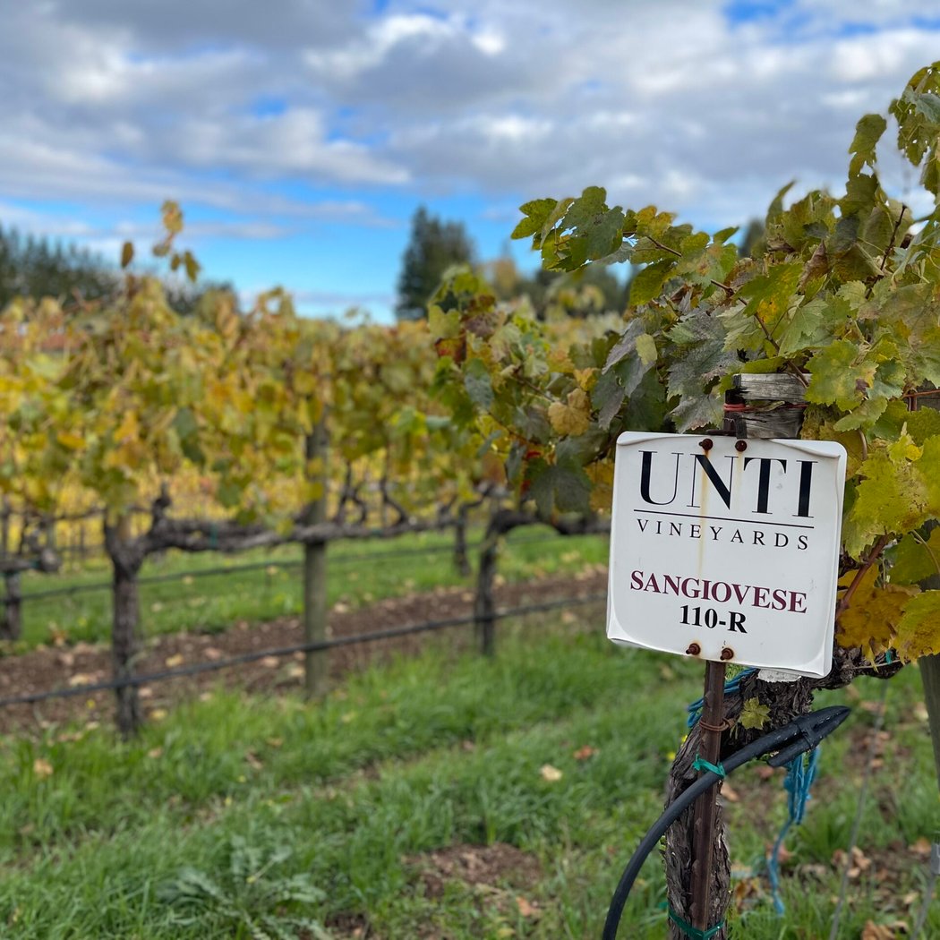 Unti Vineyards 3