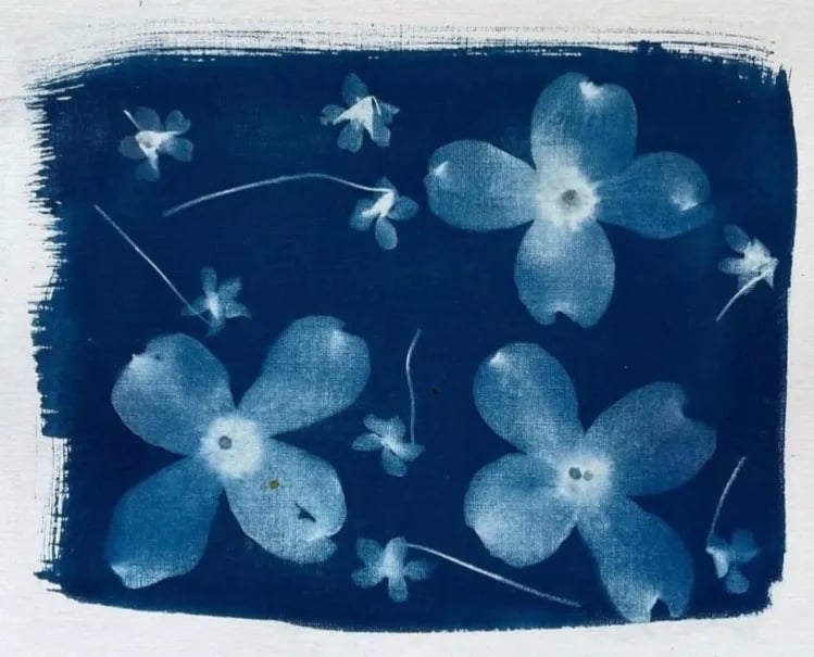 Botanical Cyanotypes 3