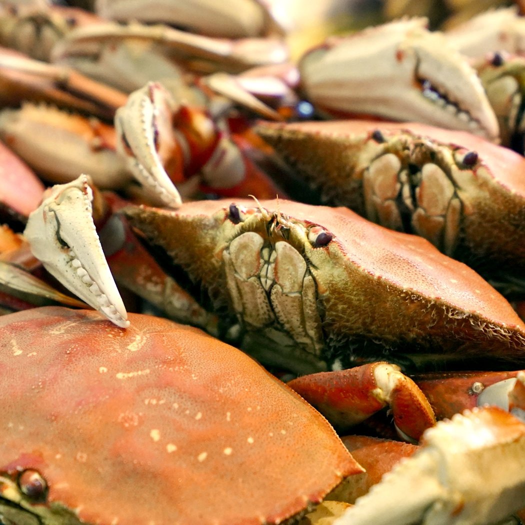 Crab Week 1