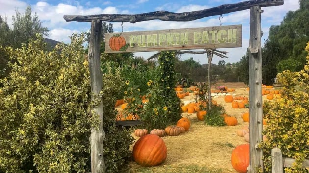Pumpkin Patch 3
