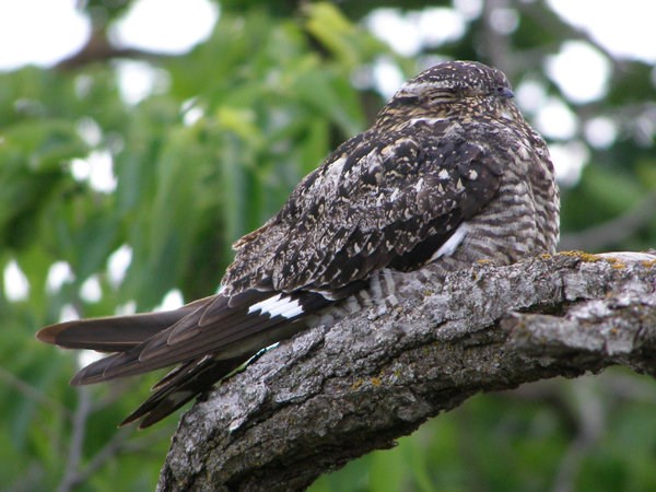 Birding Basics 3