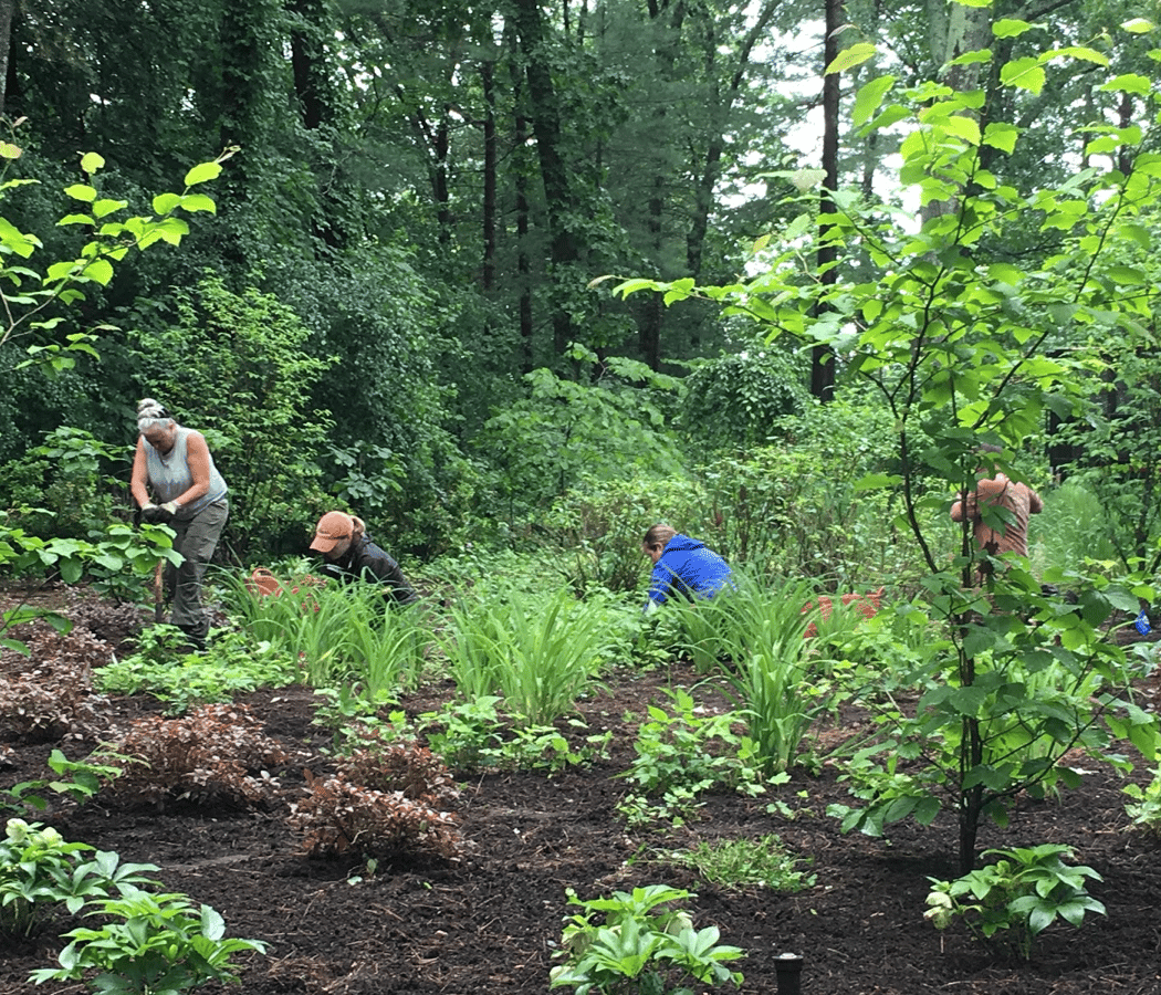 Help in a Garden with YLD & TOV 4