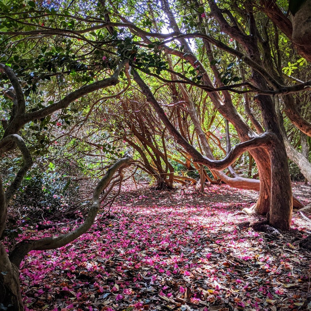 The Lost Gardens of Heligan 1