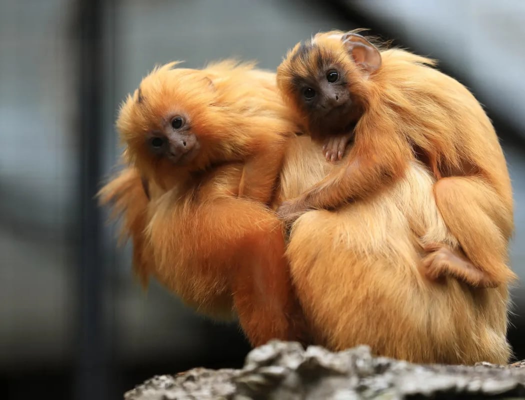 Rencontre avec les tamarins-lions dorés 1