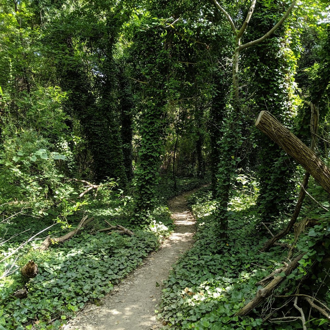 Oak Cliff Nature Preserve Monthly Workday - July 3
