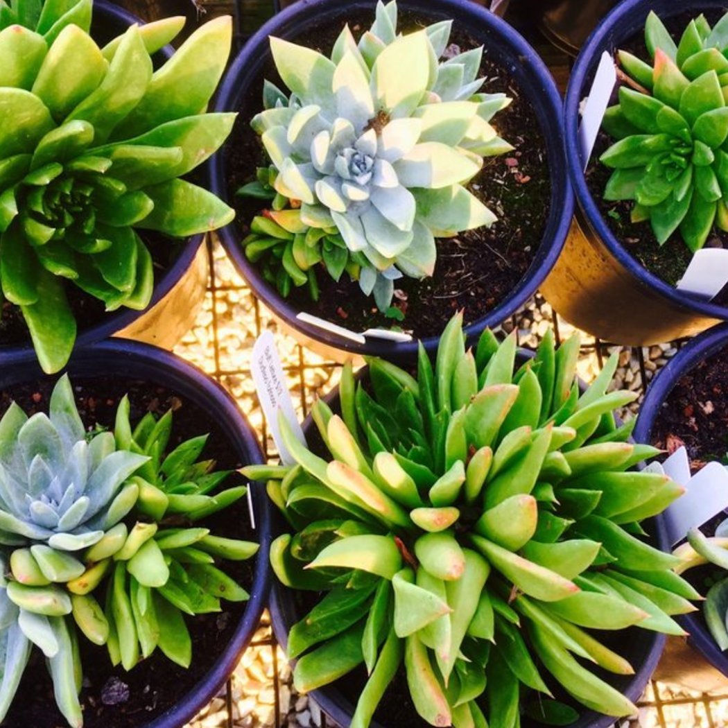 Mission Blue Nursery 1