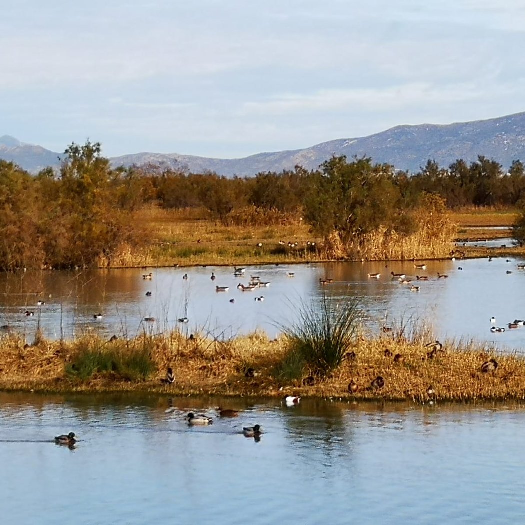 Aiguamolls de l'Empordà 2