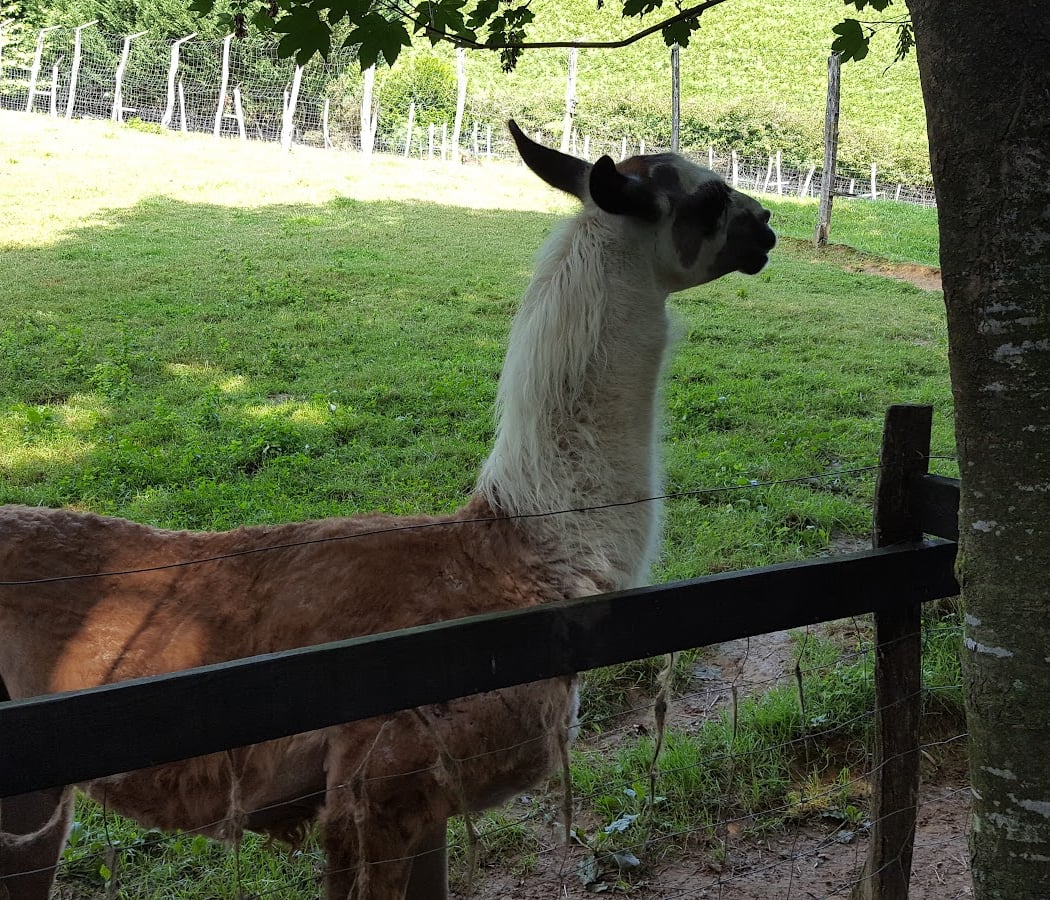 Animal Park Etxola 3