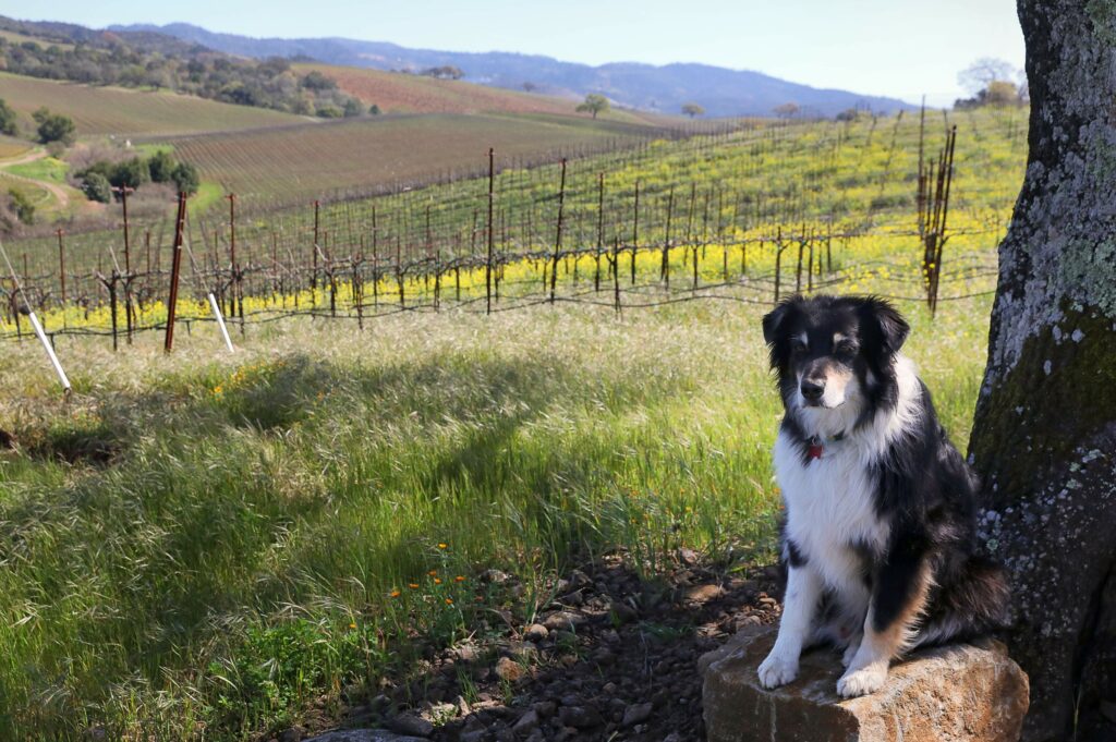 Kunde Family Winery 1