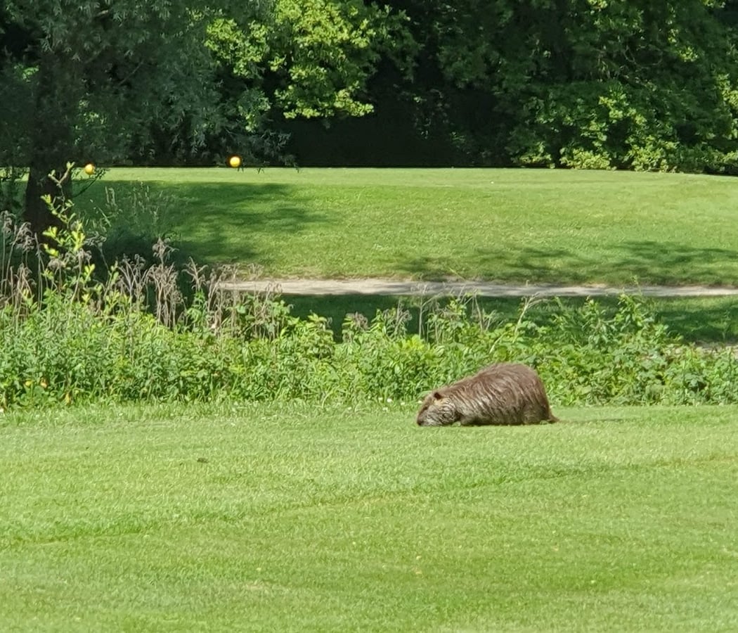 Golfclub Soufflenheim Baden-Baden 3