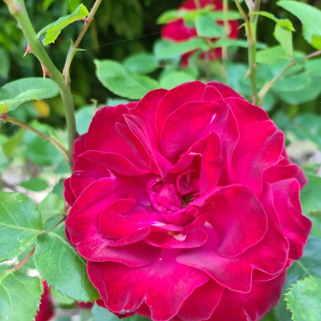 Taï Chi au jardin (Initiation gratuite) 3