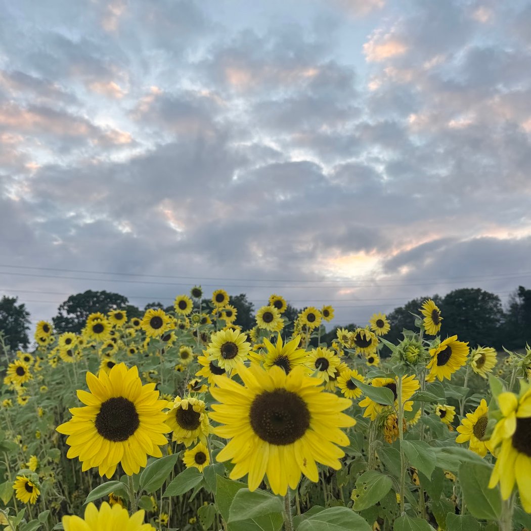 Sunflower Festival 1