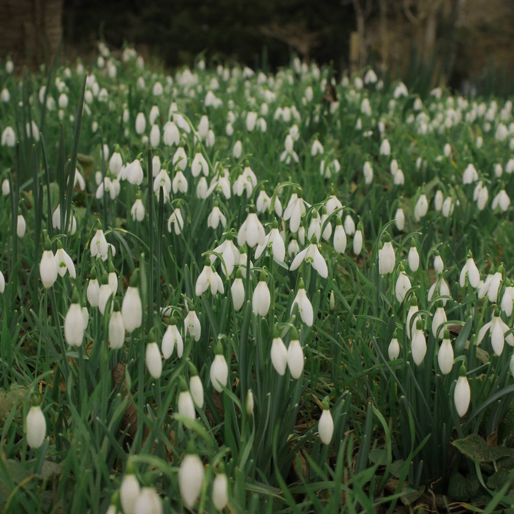 Chelsea Physic Garden 3