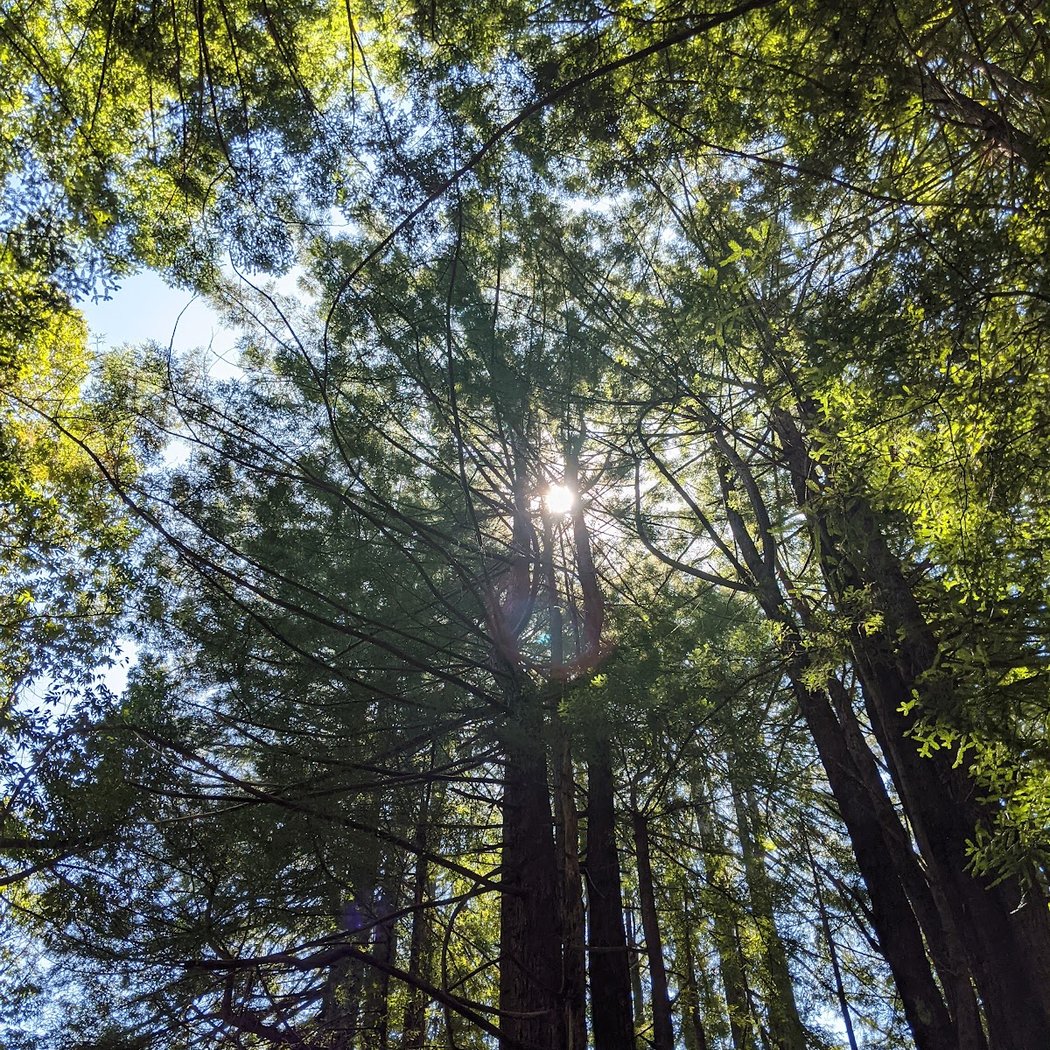 Pomo Canyon Trail 3