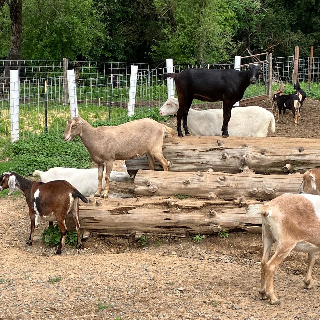 Redwood Hill Spring Farm Tours 3