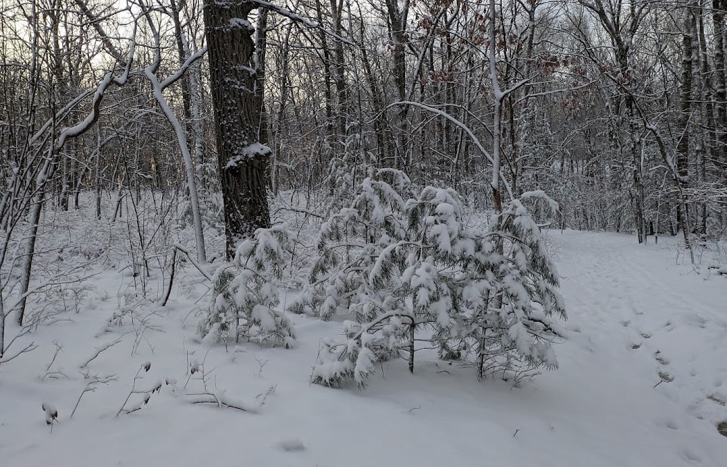Webster Conservation Area 2