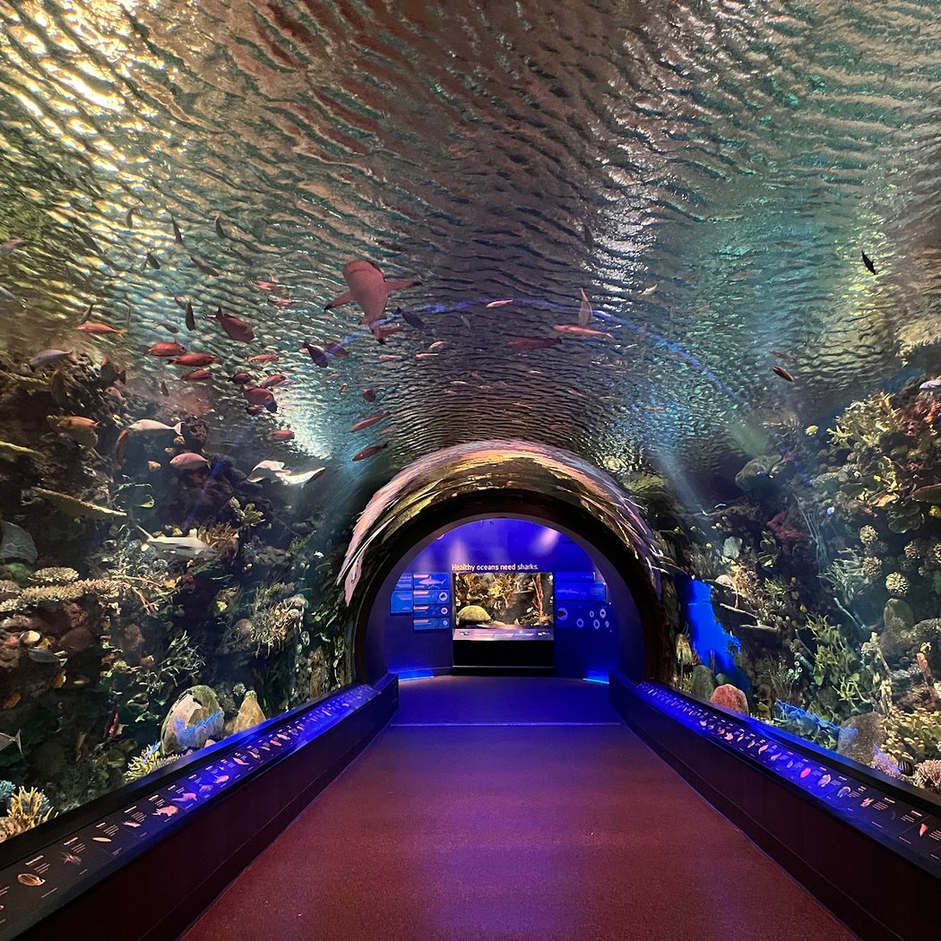 Free Admission Hours at the New York Aquarium 2
