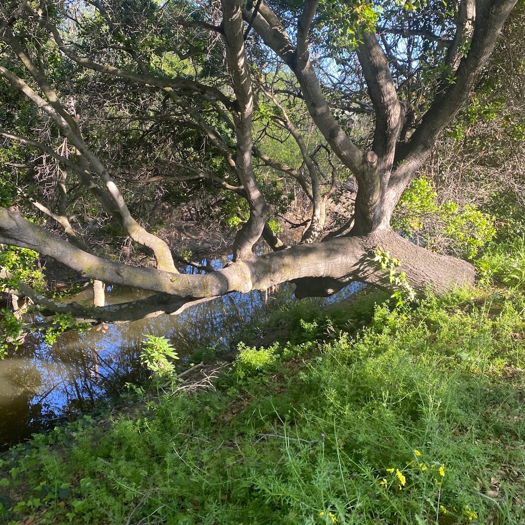 Bridge Over Pinole Creek 2