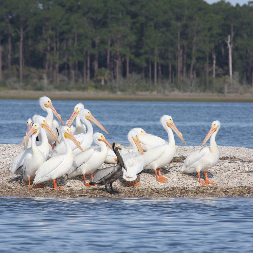 St Augustine ECO Tours 2