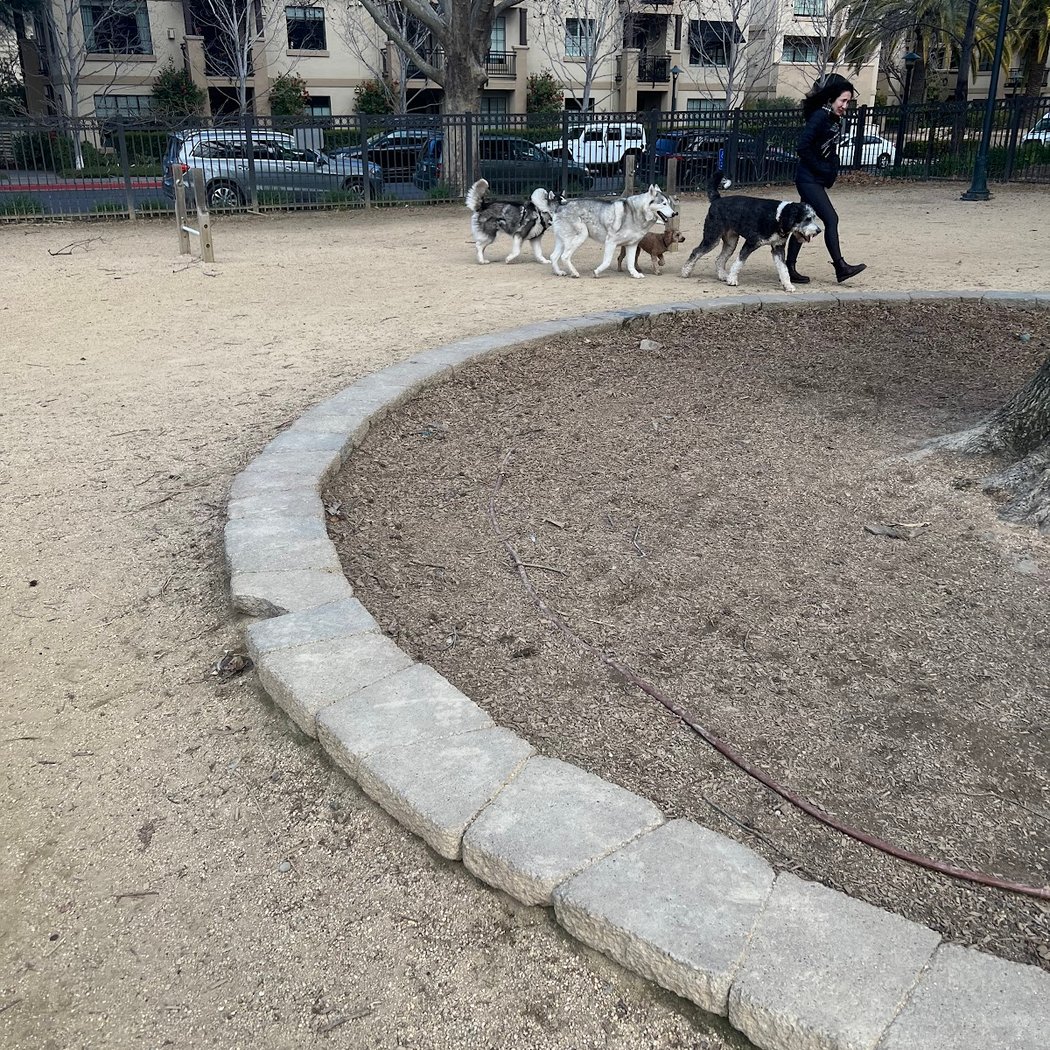 City Hall Dog Park 3