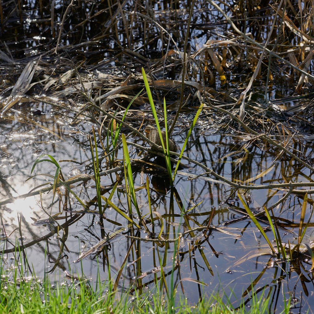 Marais Audubon 3