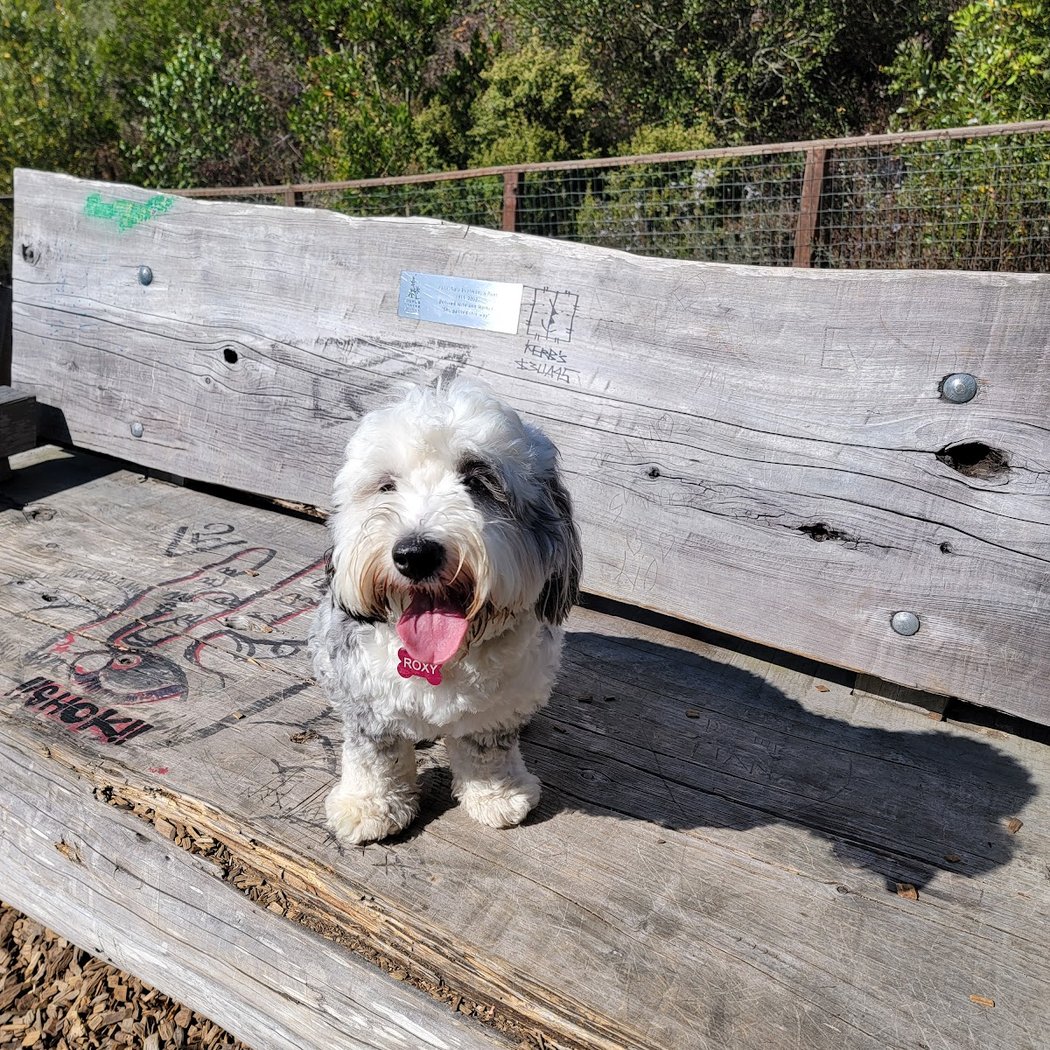 Mountain Lake Park Dog Play Area 3