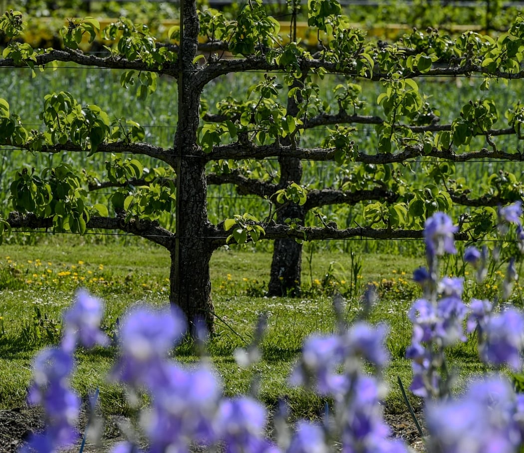 Journées européennes du Patrimoine 2026 et Journées mondiales de l'Art de l'espalier