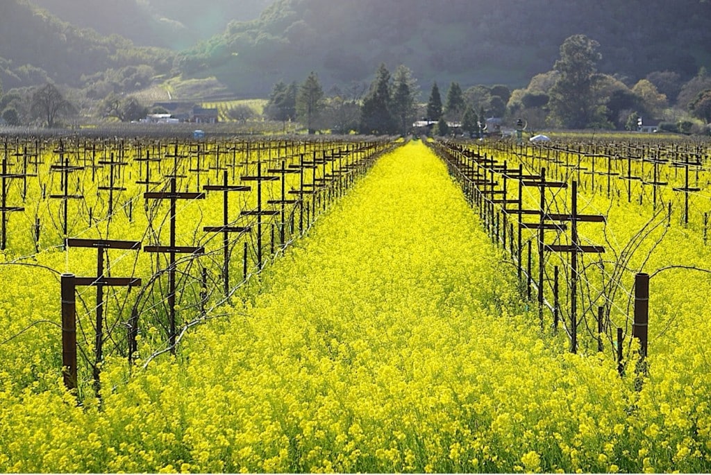 Napa Valley Mustard Celebration Photo-Finale 2