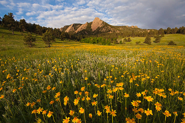 Rocky Mountain Flower Fest 2