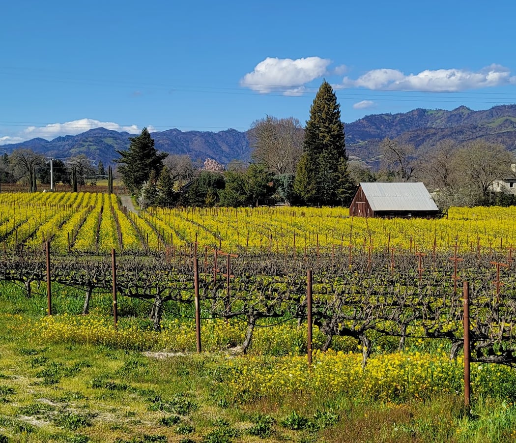 Trinchero Napa Valley Mother’s Day at Mary’s Vineyard 5