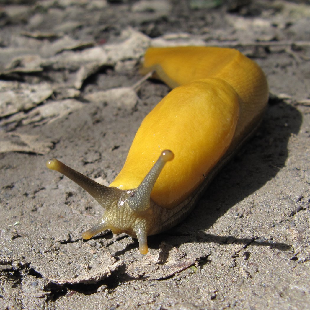 Bilingual Scavenger Hunt: Look for Nico, the banana slug 1