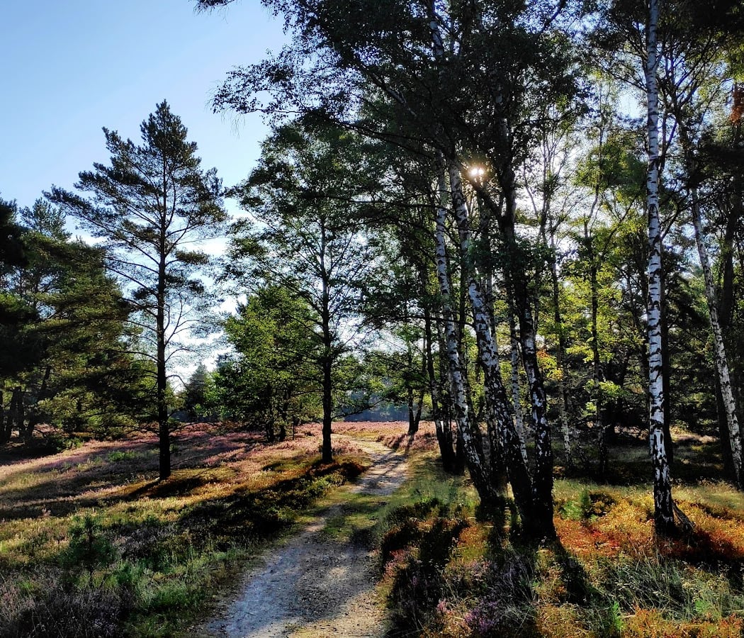 Fischbeker Heide 2