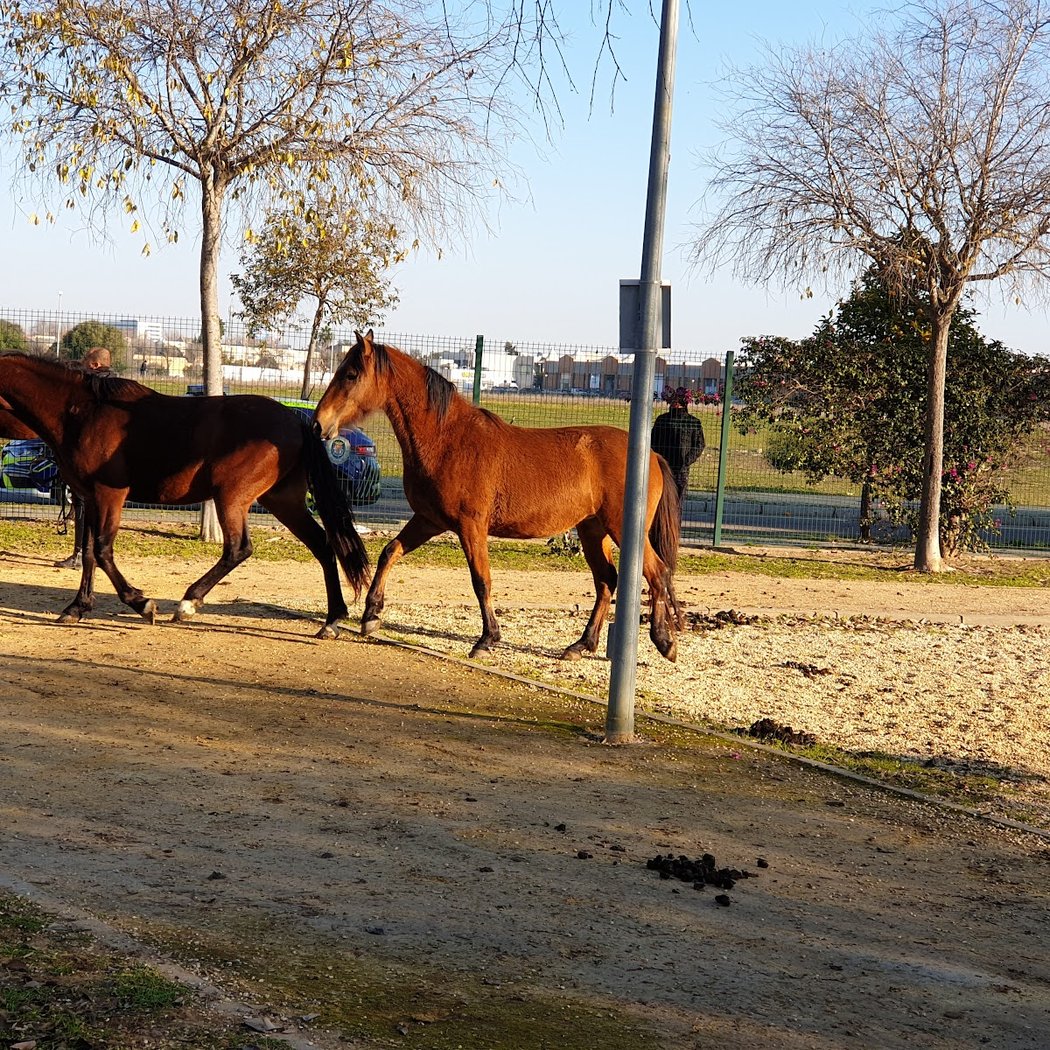 Centro Municipal Zoosanitario de Sevilla 3
