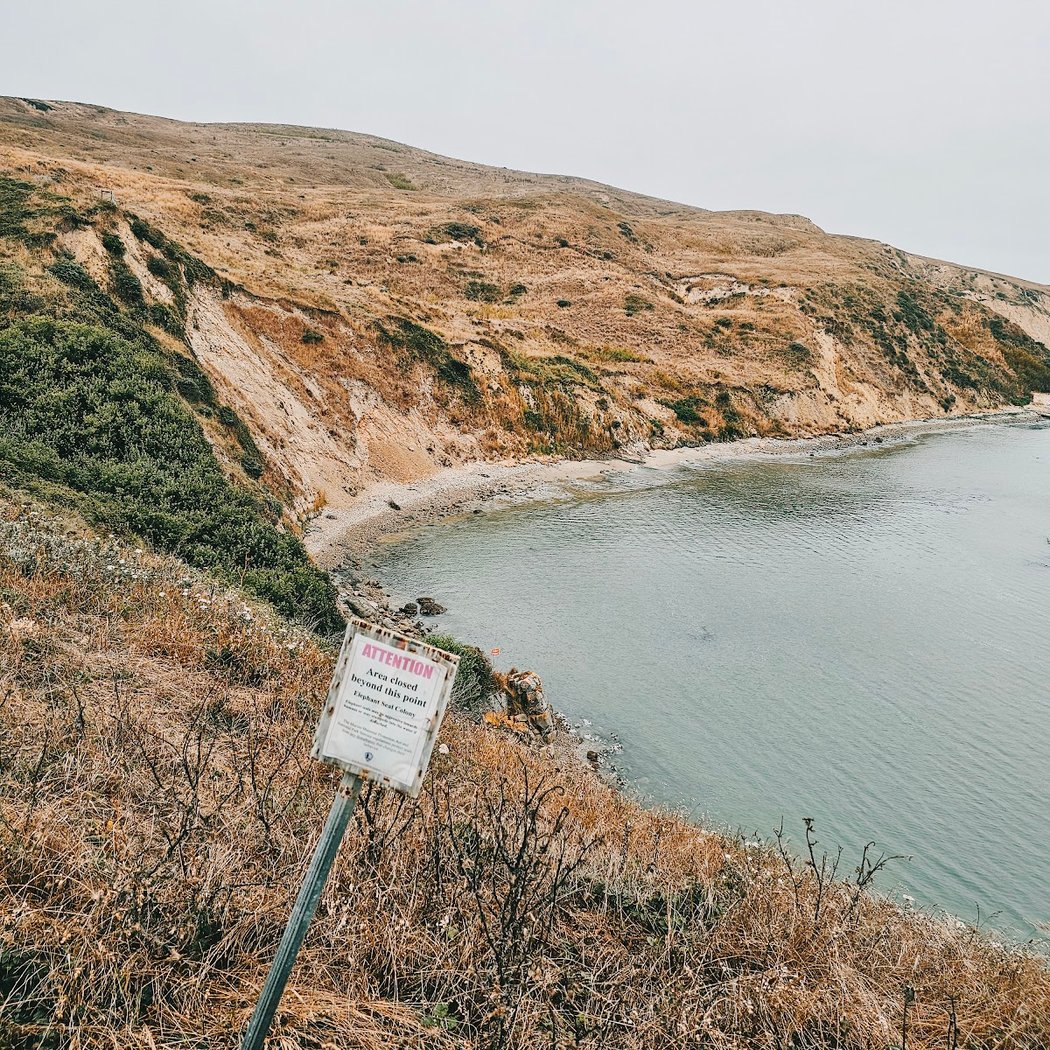 Elephant Seal Cove 1