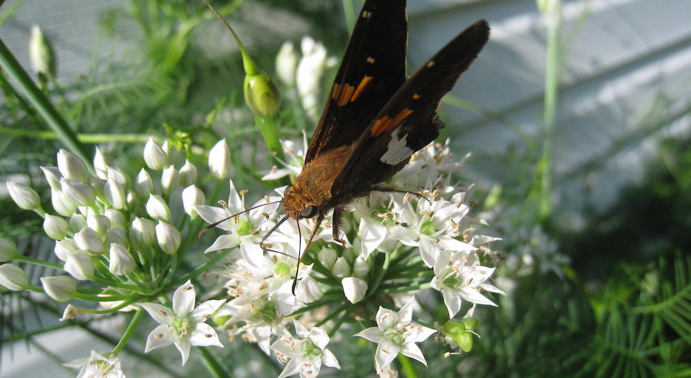 Wee Wonders: Insects on the Move 1