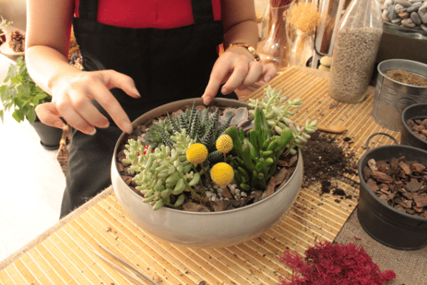 Succulent Plant and Paint Workshop 3