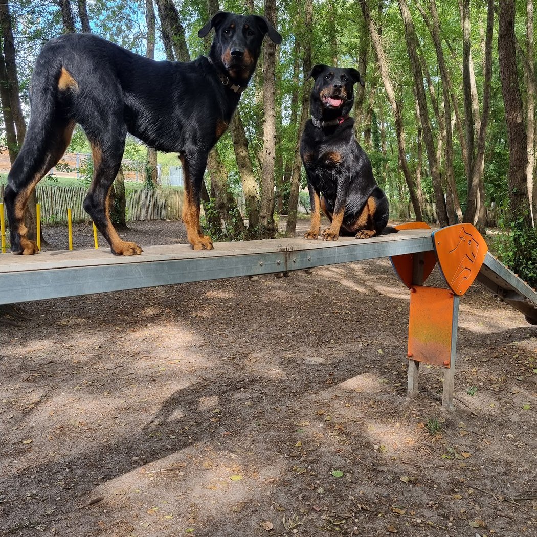 Le parc canin du Burck 1