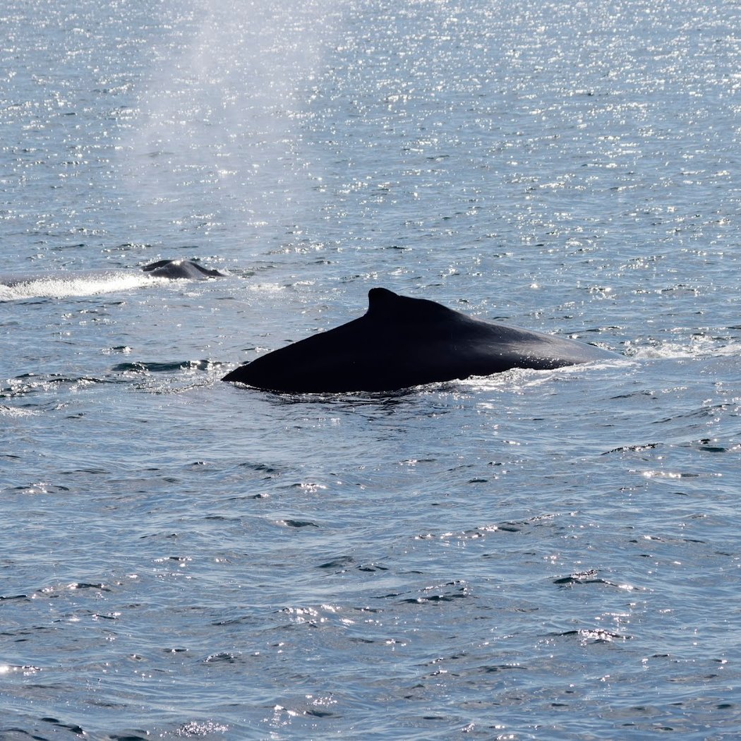 Newburyport Whale Watch 1