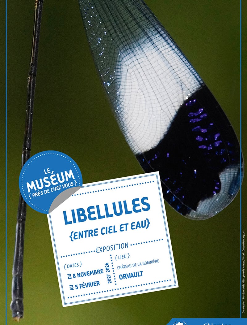 Libellules 1