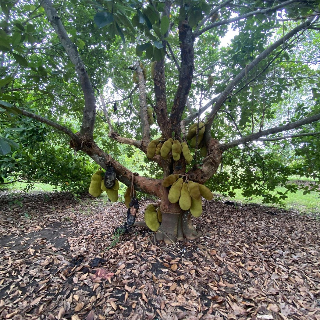 Fruit & Spice Park 2