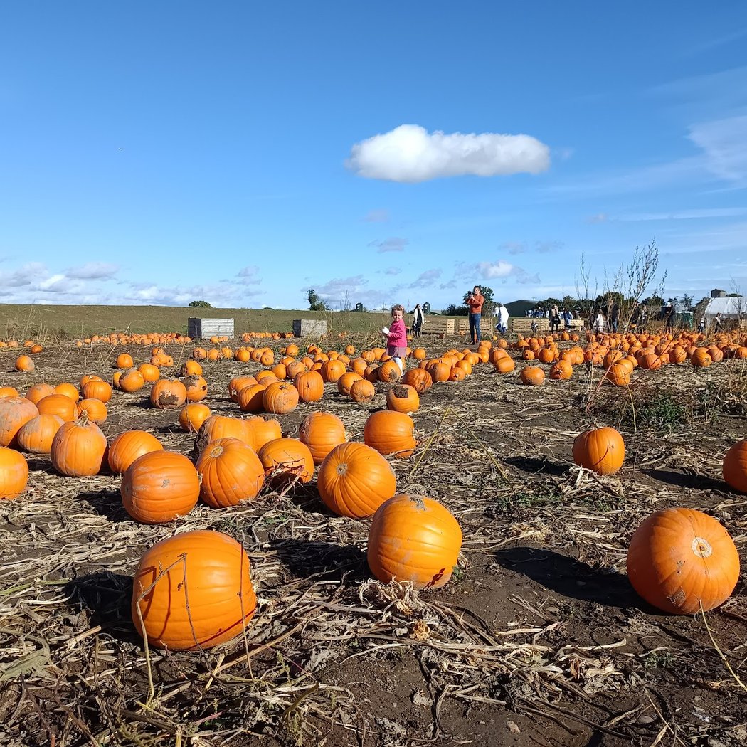 Pumpkin Patch 1