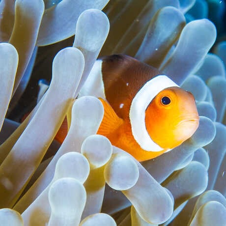 Philippine Coral Reef 1