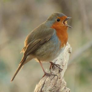 Sortie-balade : Les oiseaux du lac Daumesnil au bois de Vincennes 1